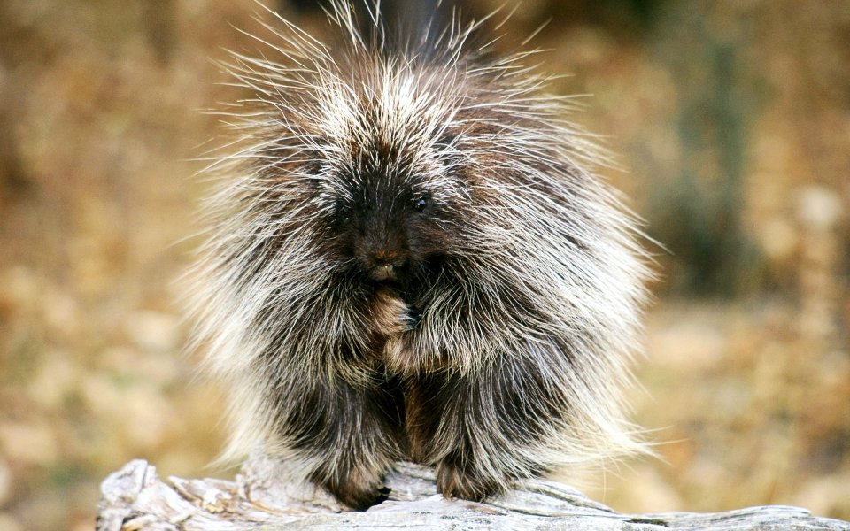 Cute Porcupine In The Wild