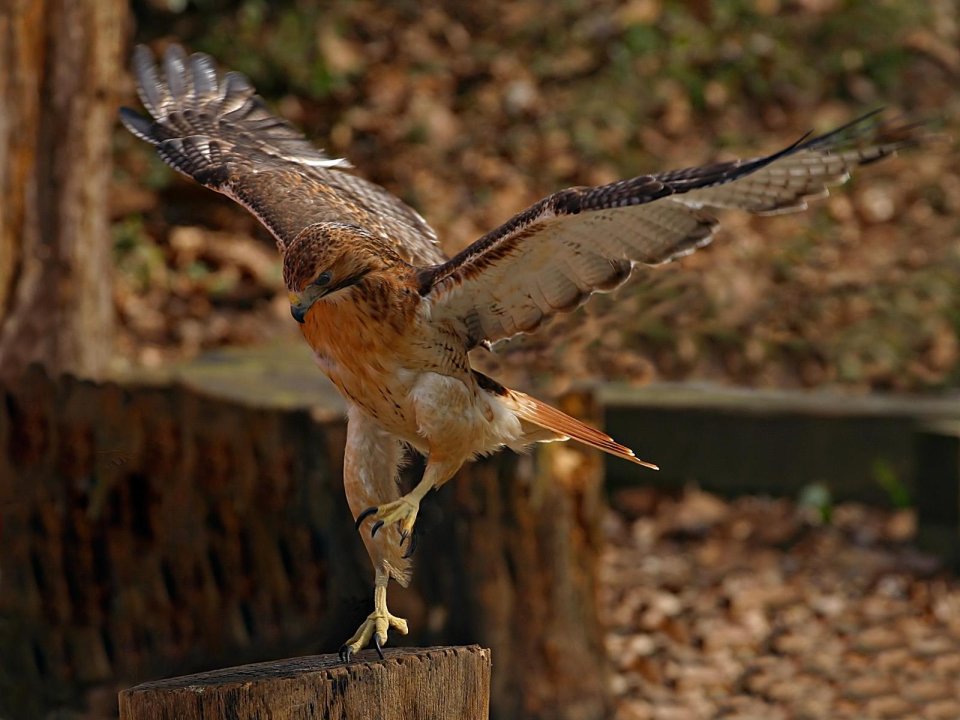 Red Tailed Hawk Landing Photography