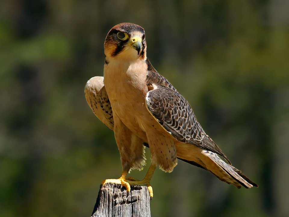 Lanner Falcon Perched On Wooden Post