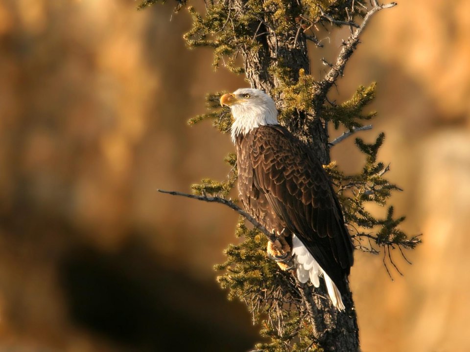 Bald Eagle Perched On Pine Tree