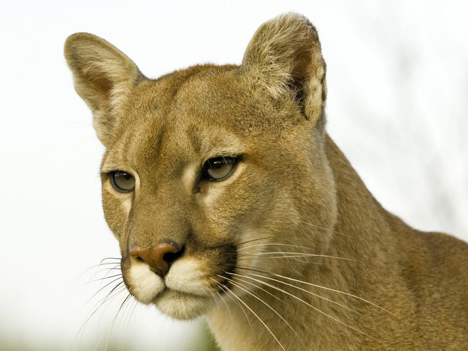 Profile Of A Cougar Montana
