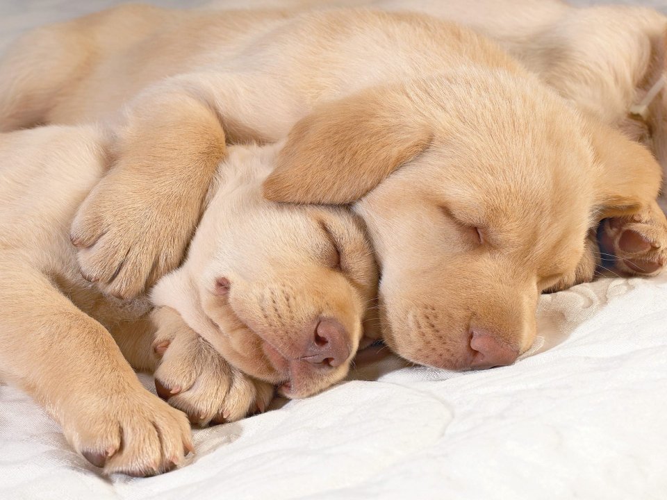 Two Labrador Puppies Cuddling While Sleeping