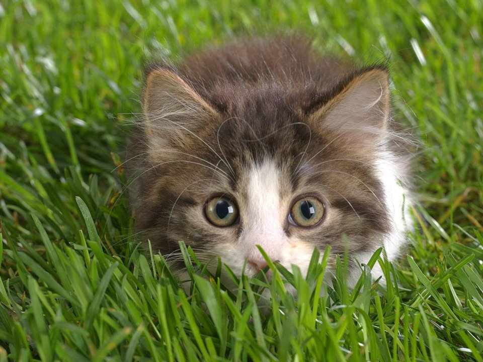 Cute Kitten Ready To Pounce In Grass