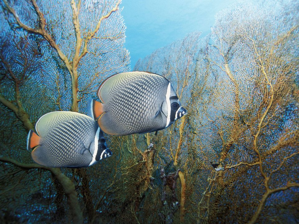Redtail Butterflyfish Andaman Sea