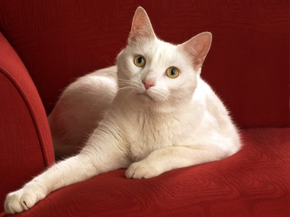 Relaxed White Cat On Red Sofa