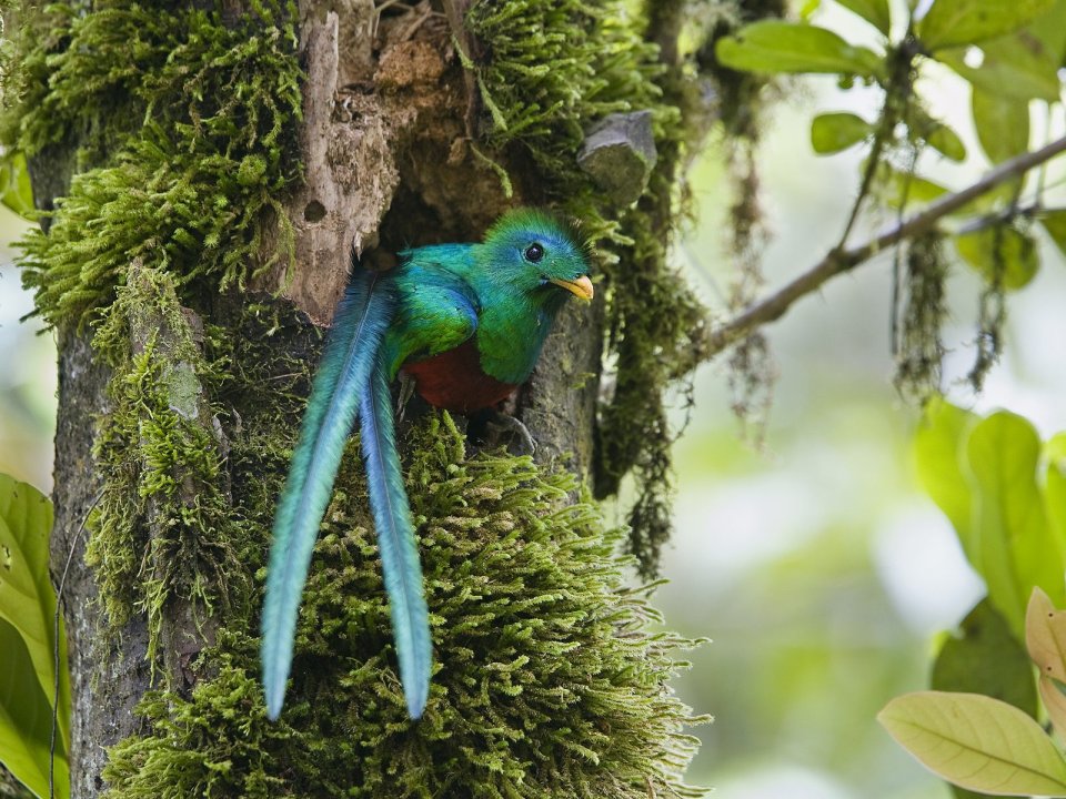 Resplendent Quetzal Costa Rica