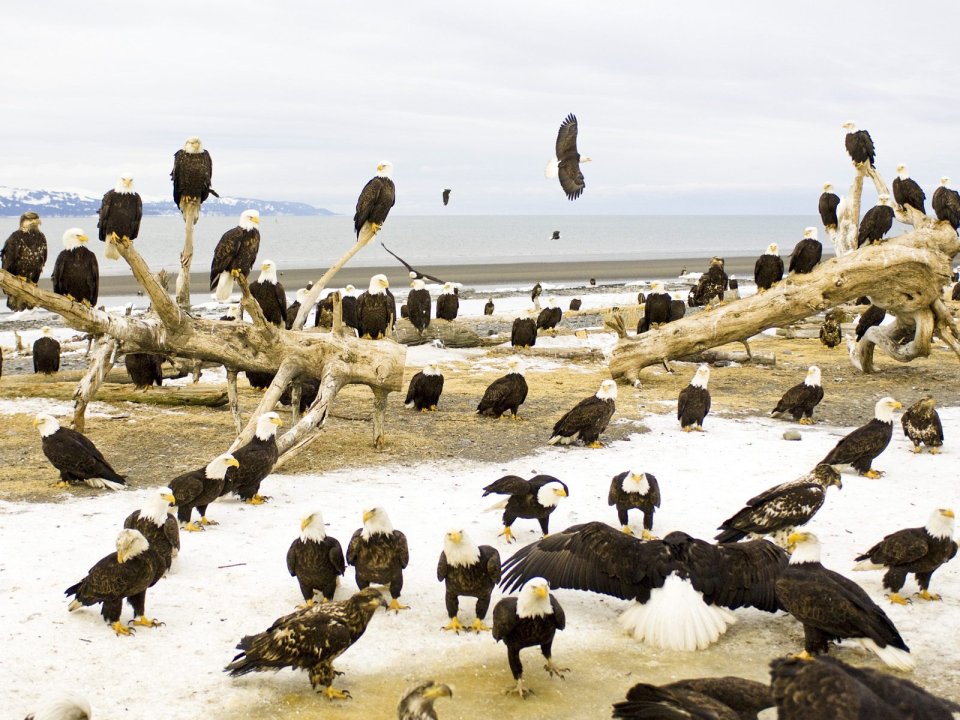 Resting Bald Eagles Kachemak Bay Kenai Peninsula Alaska