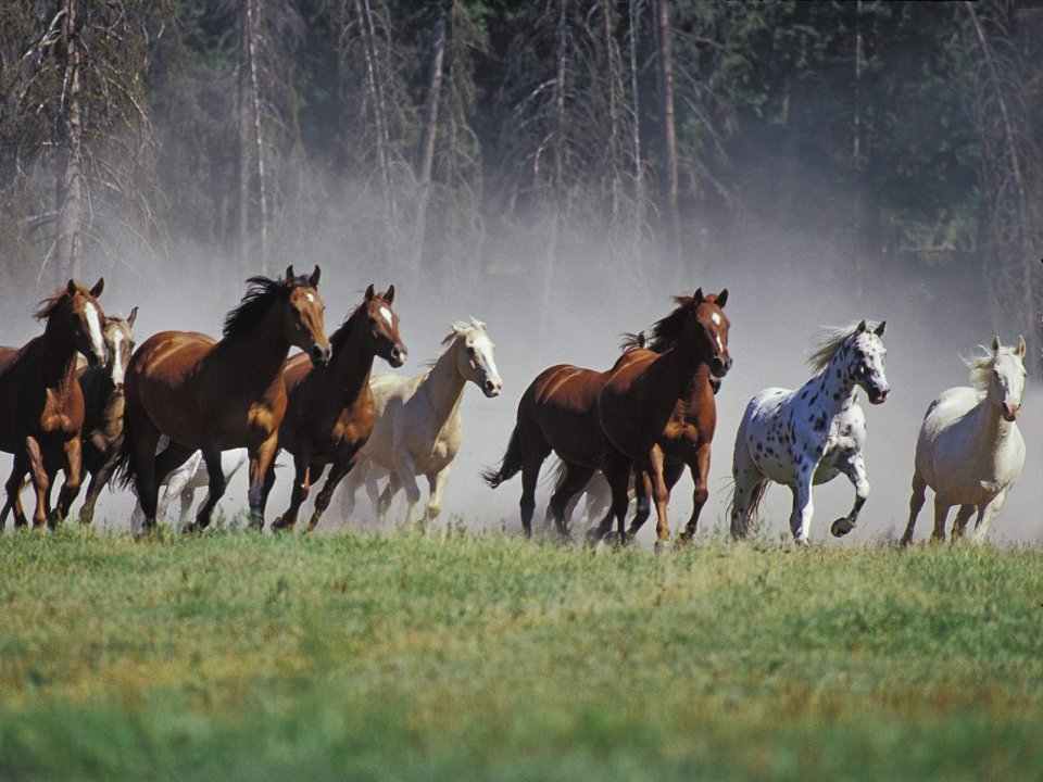 Montana Ranch Horse Roundup
