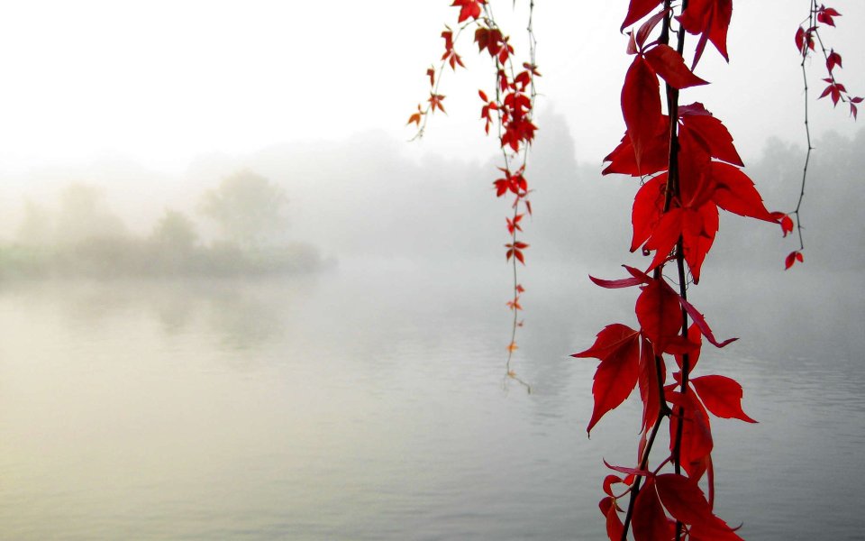 Autumn Lake Mist Red Vine