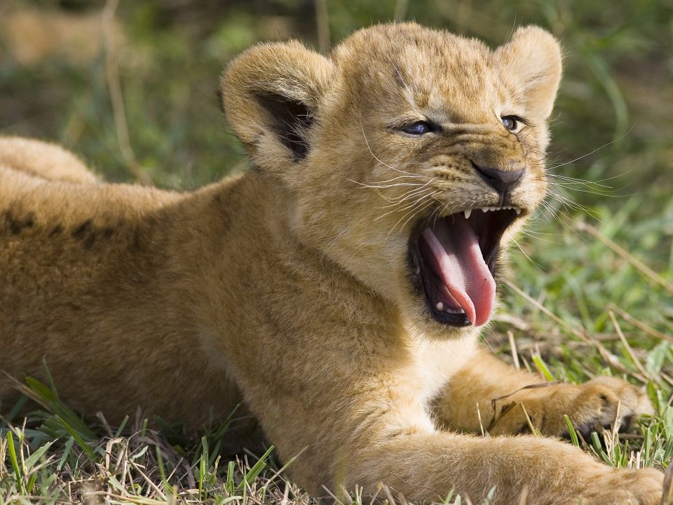 Seven Week Old African Lion Yawning Masai Mara Kenya