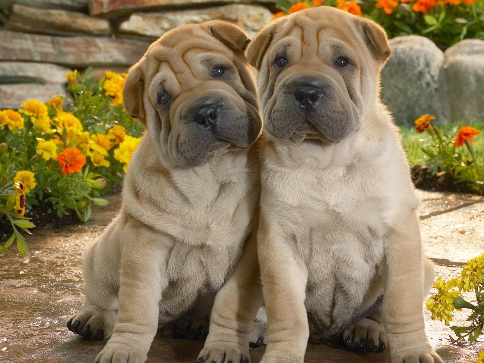 花园中可爱的沙皮犬幼崽