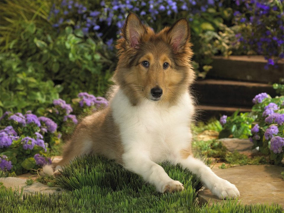 Cute Sheltie Puppy In Garden