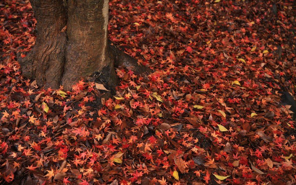 Japan Shimogamo Shrine Autumn Maple Leaves