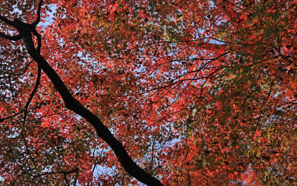 Autumn Red Leaves Shimogamo Shrine Kyoto Japan