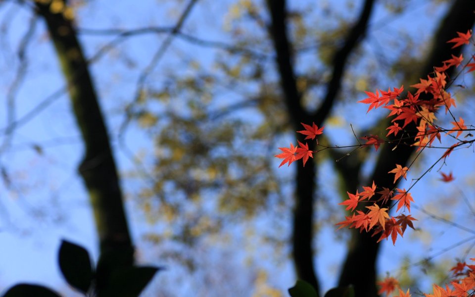 Japan Kyoto Shimogamo Shrine Autumn Red Leaves