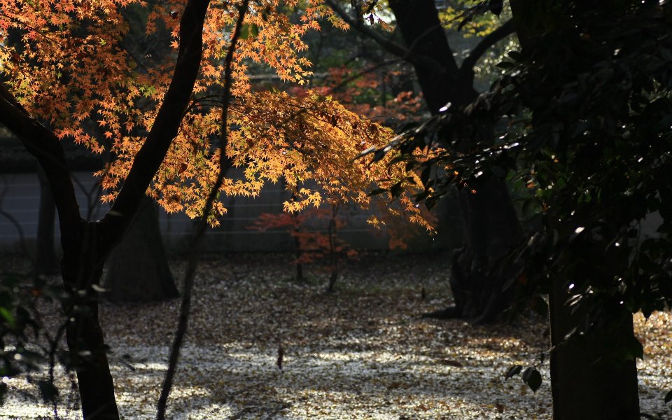 Japan Kyoto Shimogamo Shrine Autumn Maple Leaves Scenery