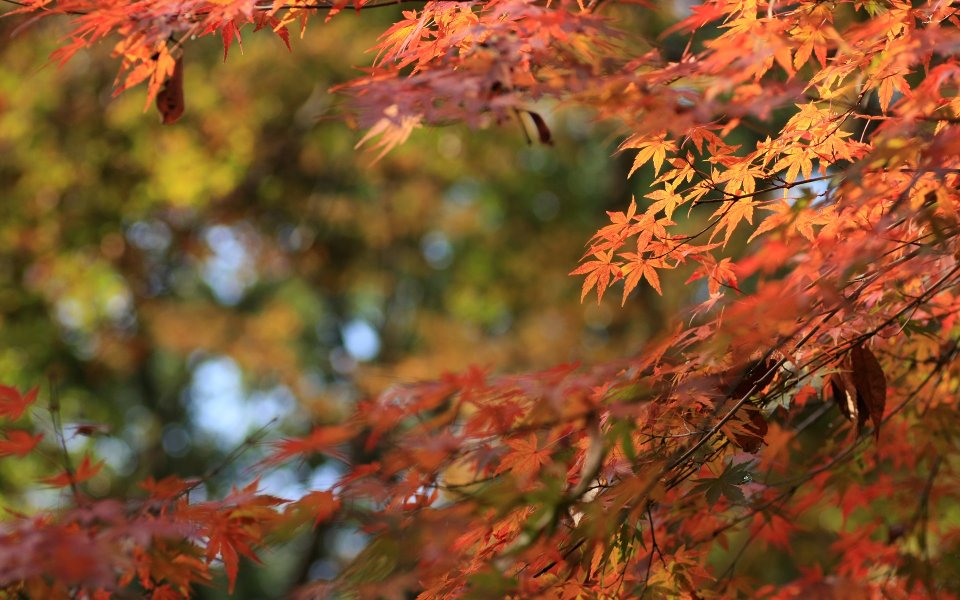 Japan Kyoto Shimogamo Shrine Autumn Maple Leaves