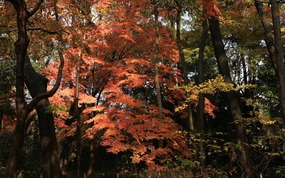 日本京都下鸭神社秋日红叶树林