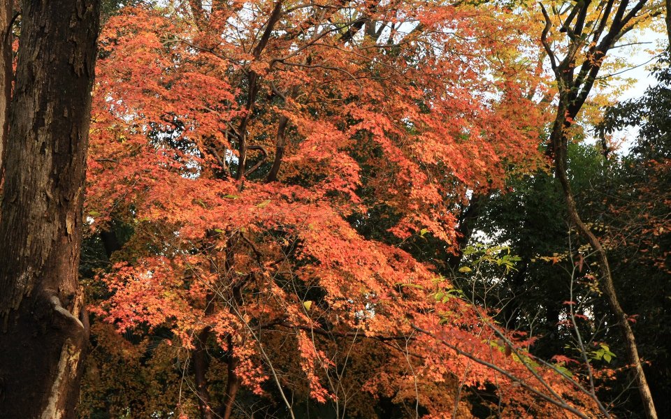 日本京都下鸭神社秋季红叶景观