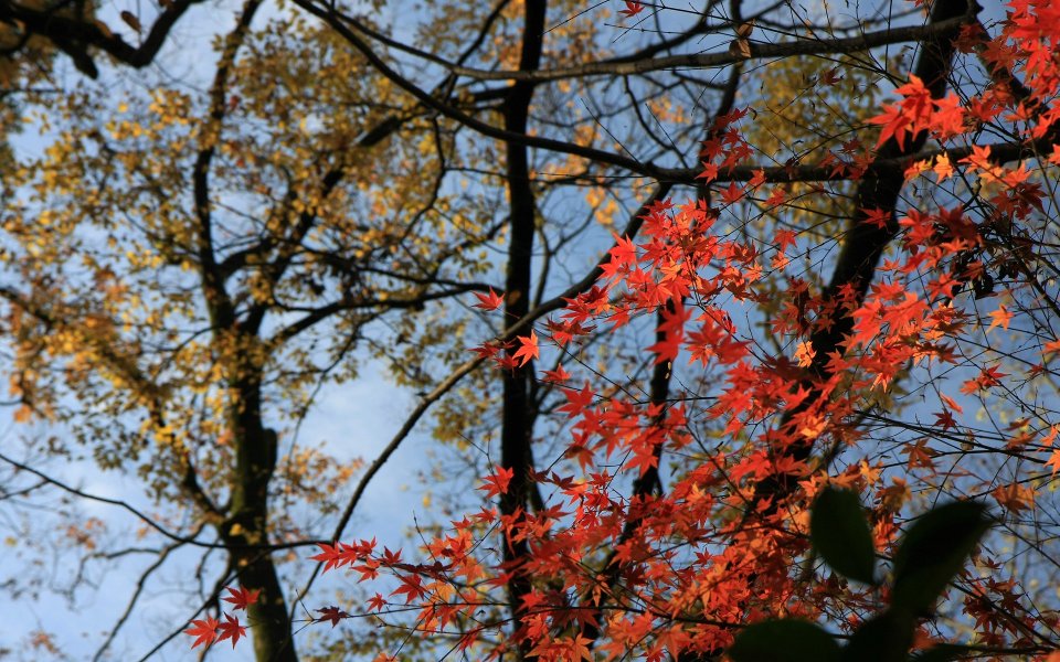 Autumn Leaves at Kamo Shrine, Kyoto