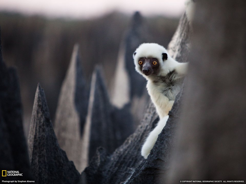 Sifaka Madagascar Rock Habitat Wildlife Photography