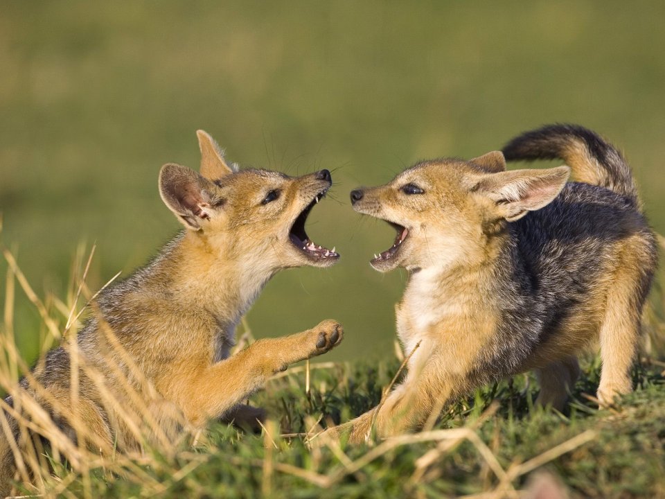 Black Backed Jackal Pups Playing Masai Mara