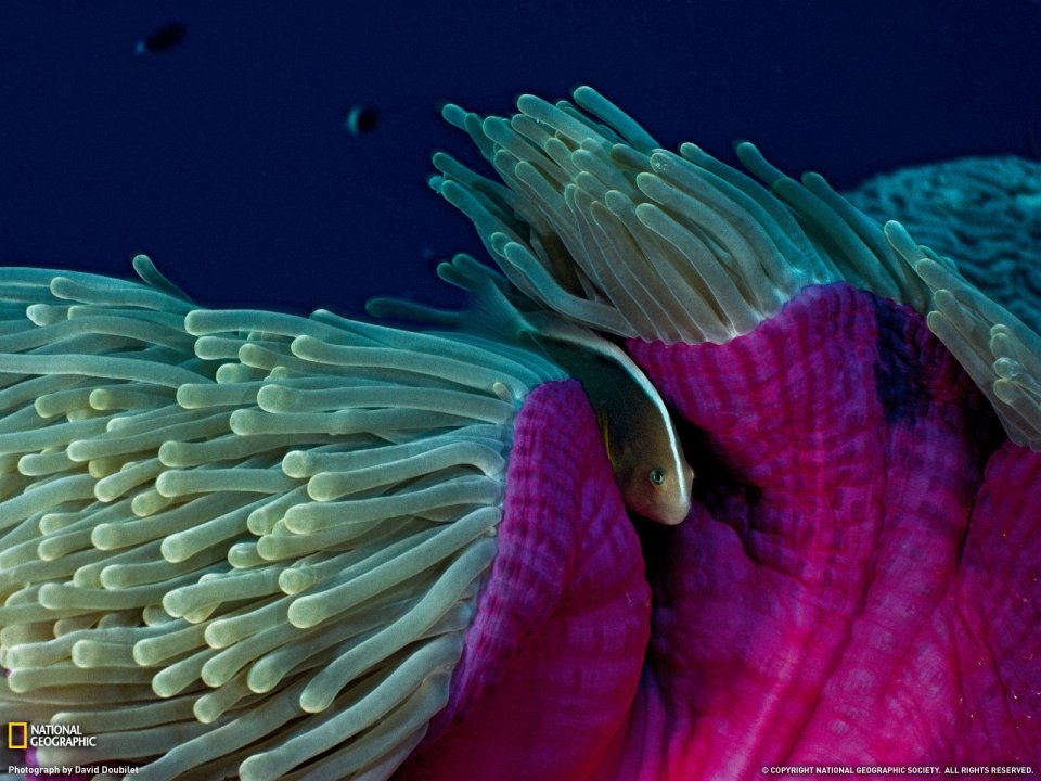Skunk Clownfish And Pink Sea Anemone Symbiosis
