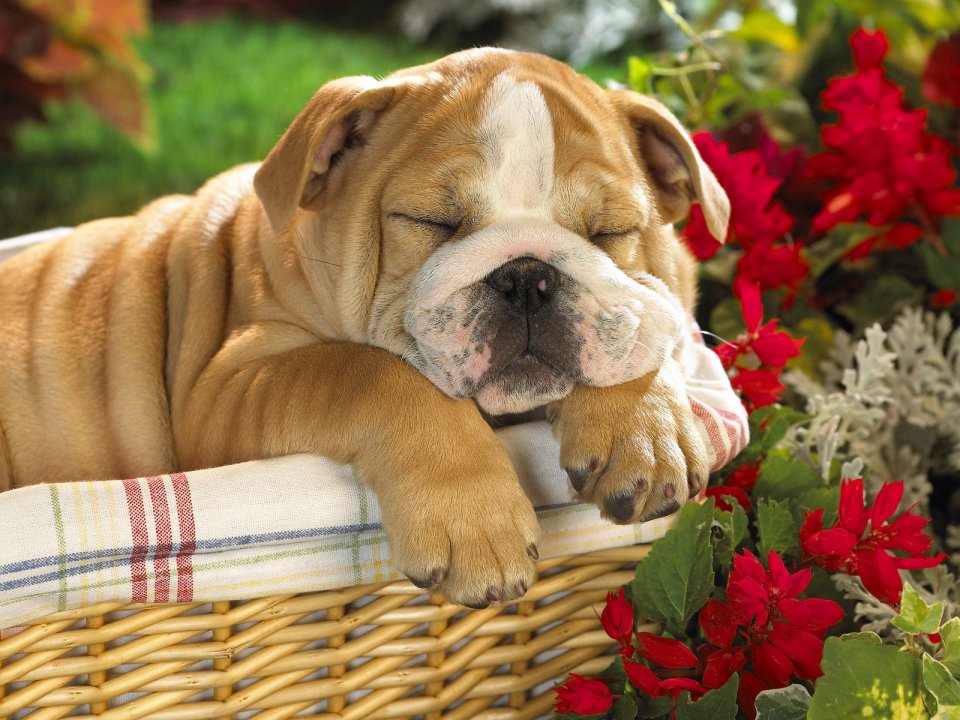 Bulldog Puppy Sleeping In Basket Healing Photography