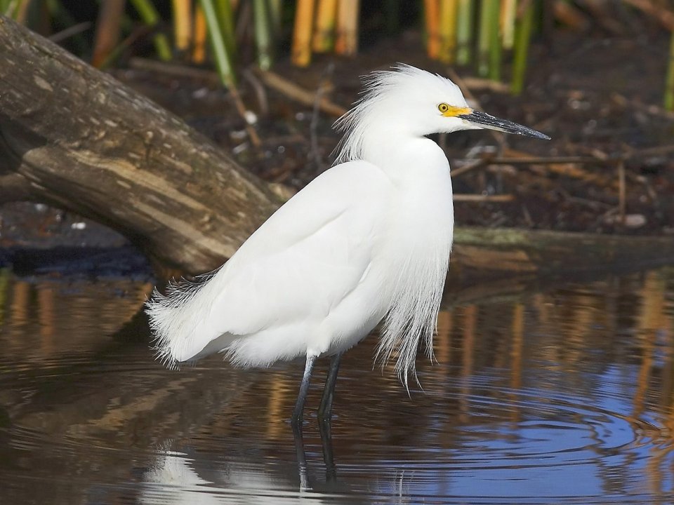 Snowy Egret Wetland Habitat Photography
