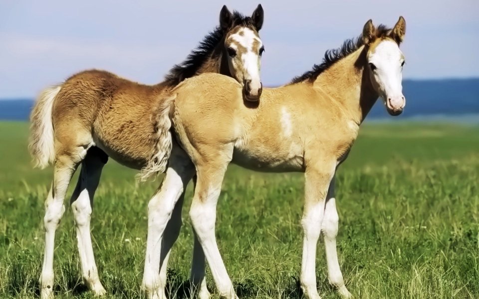 Spanish Mustang Foals Wyoming