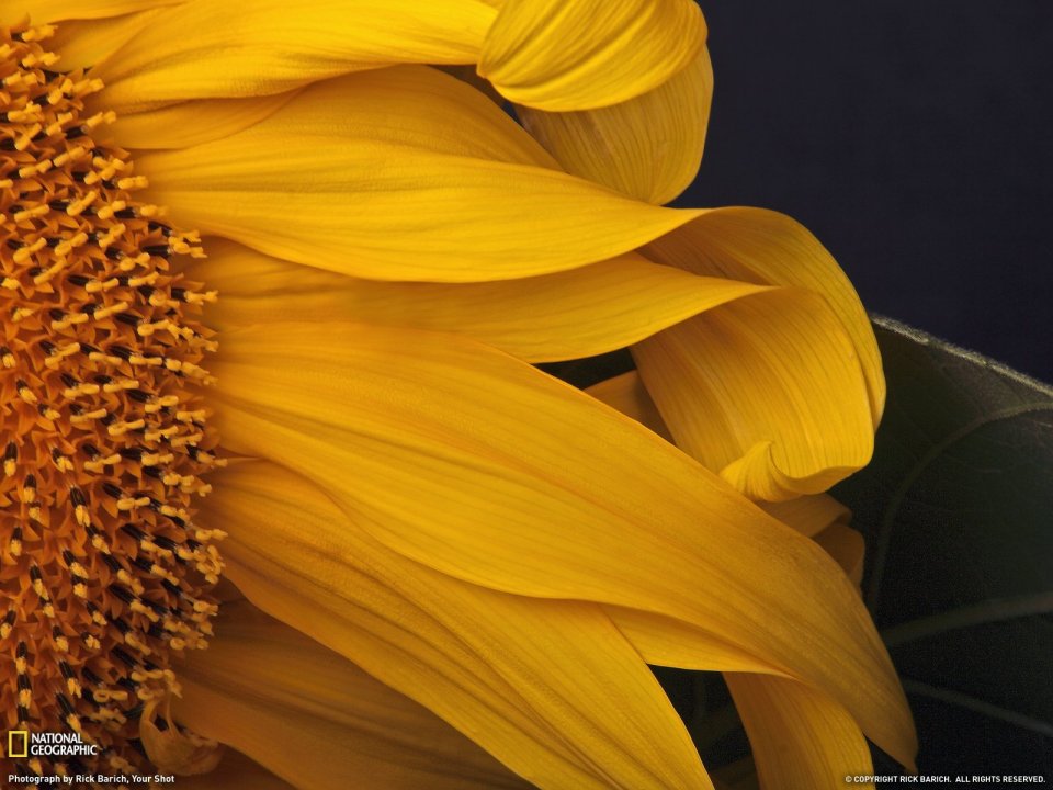 Oregon Sunflower Close Up Photography