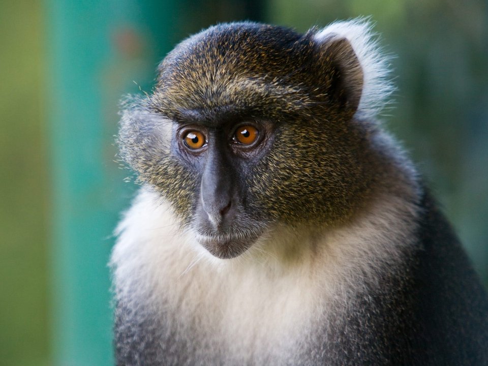 Sykes Monkey Mount Kenya National Park