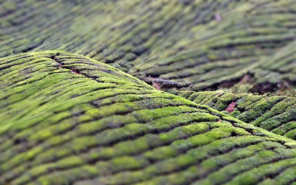 茶园风光