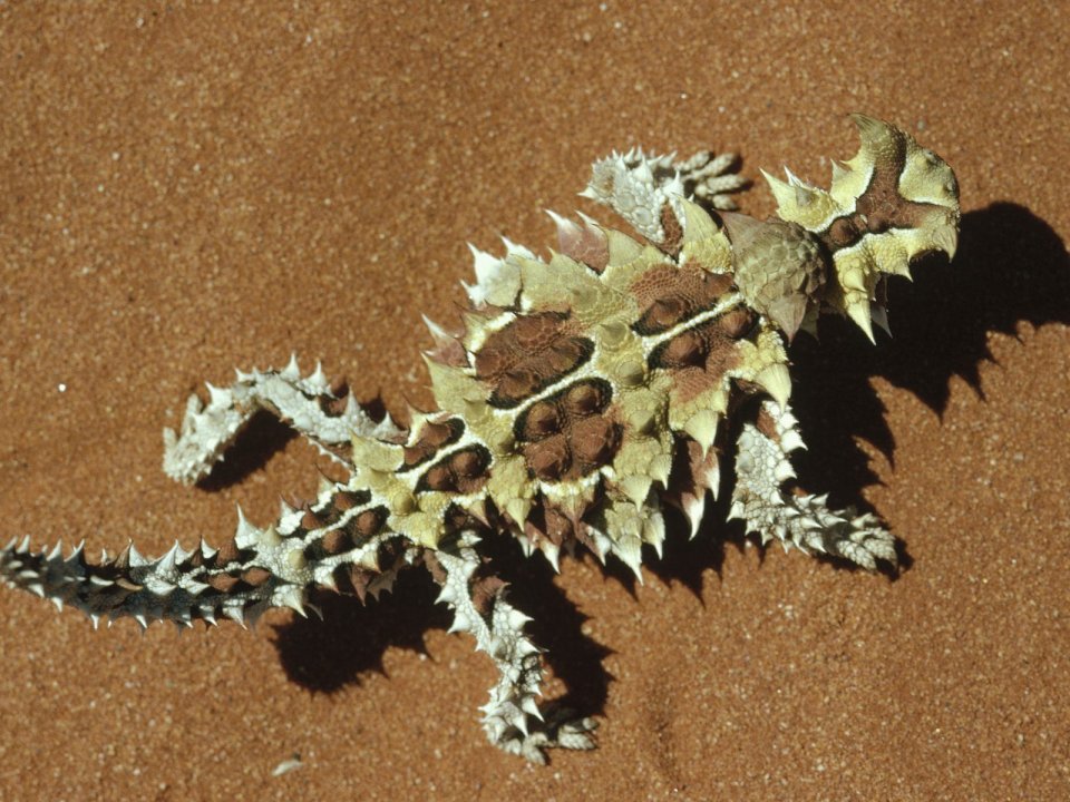 Thorny Devil Western Australia