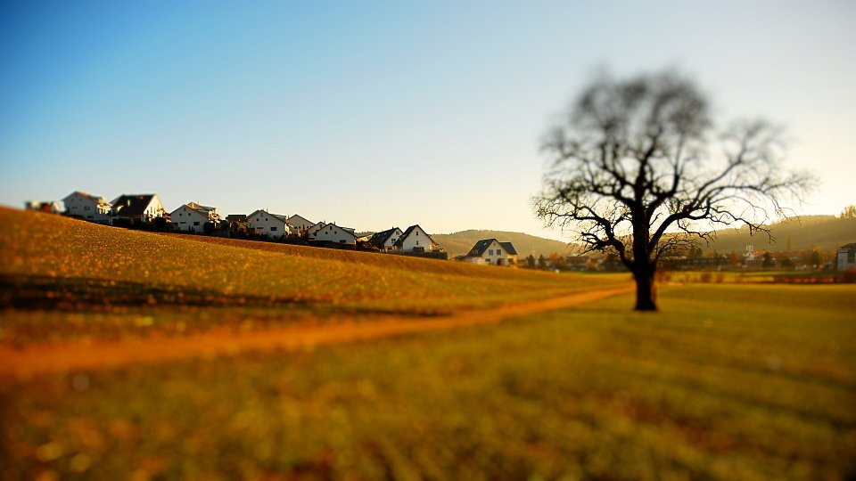 Tilt Shift Countryside Field And Lonely Tree