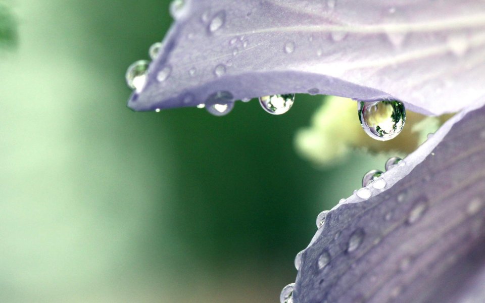Purple Petal Water Drops Macro