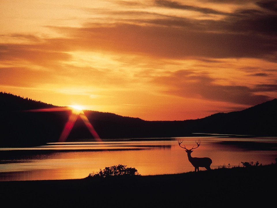 Tranquility In The Wild Deer At Sunset