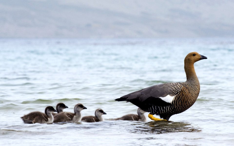 Upland Goose With Chicks Falkland Islands