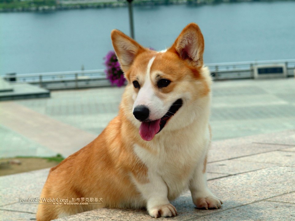 Pembroke Welsh Corgi Sitting At Lakeside Plaza