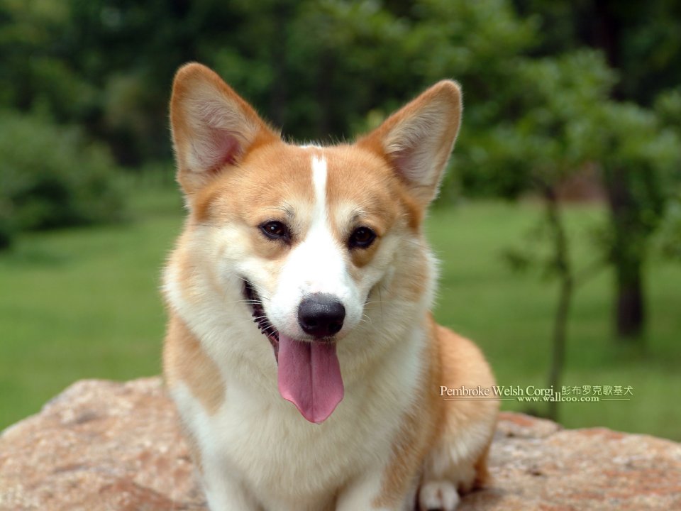 Smiling Pembroke Welsh Corgi Portrait On Park Rock