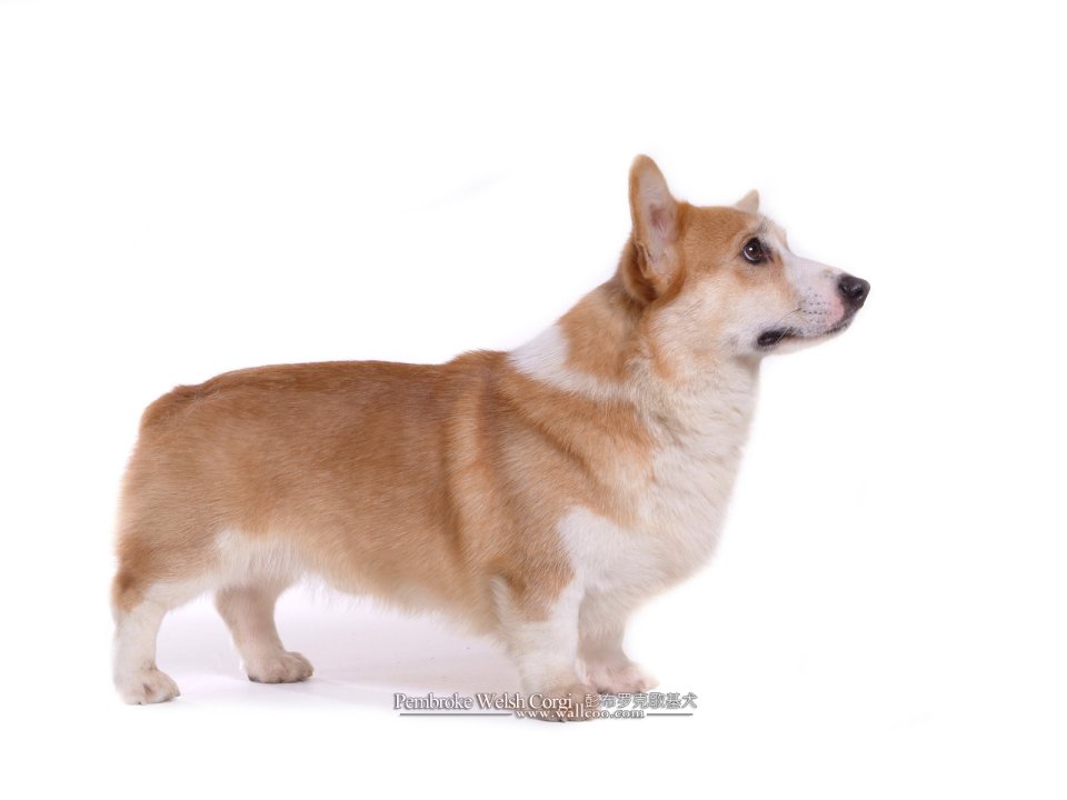 彭布罗克威尔士柯基犬纯白背景棚拍写真