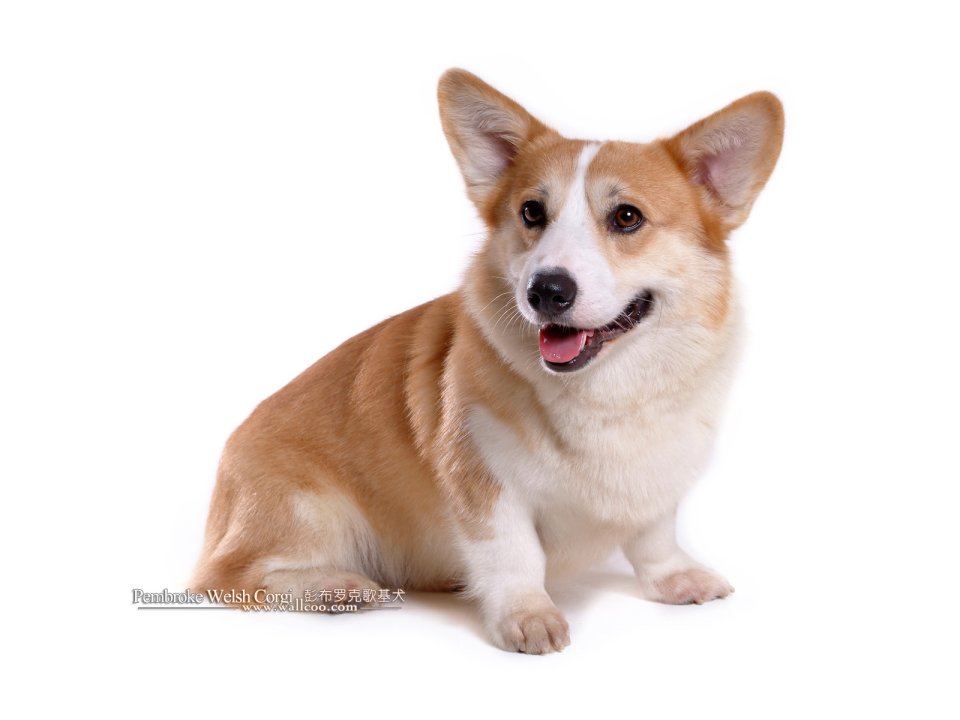 Pembroke Welsh Corgi Studio Portrait On Pure White Background