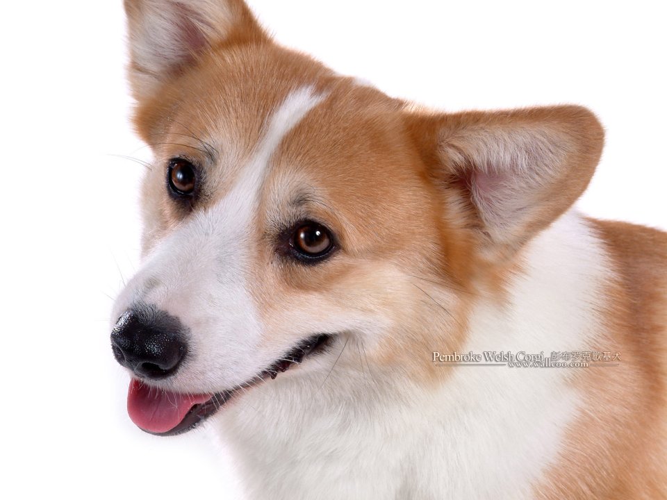 Pembroke Welsh Corgi Closeup Portrait On White Background