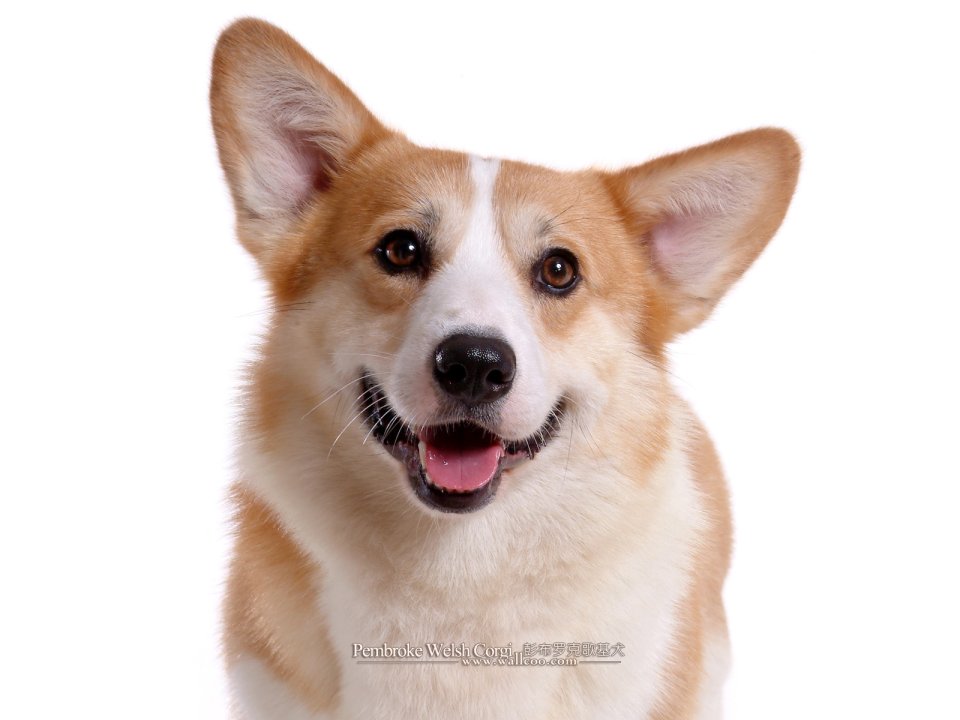 彭布罗克威尔士柯基犬微笑肖像白底棚拍写真