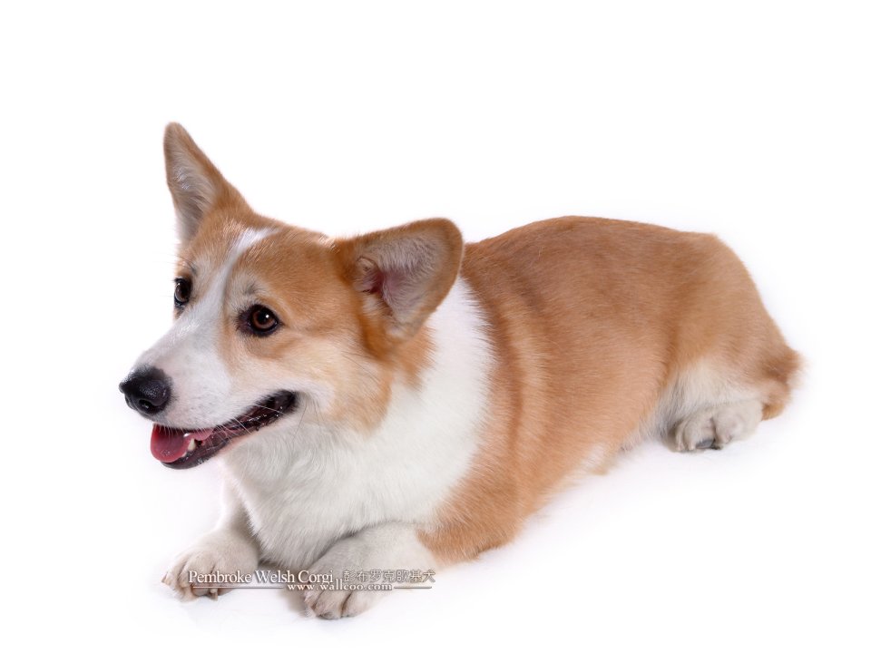 Pembroke Welsh Corgi Studio Portrait On White Background