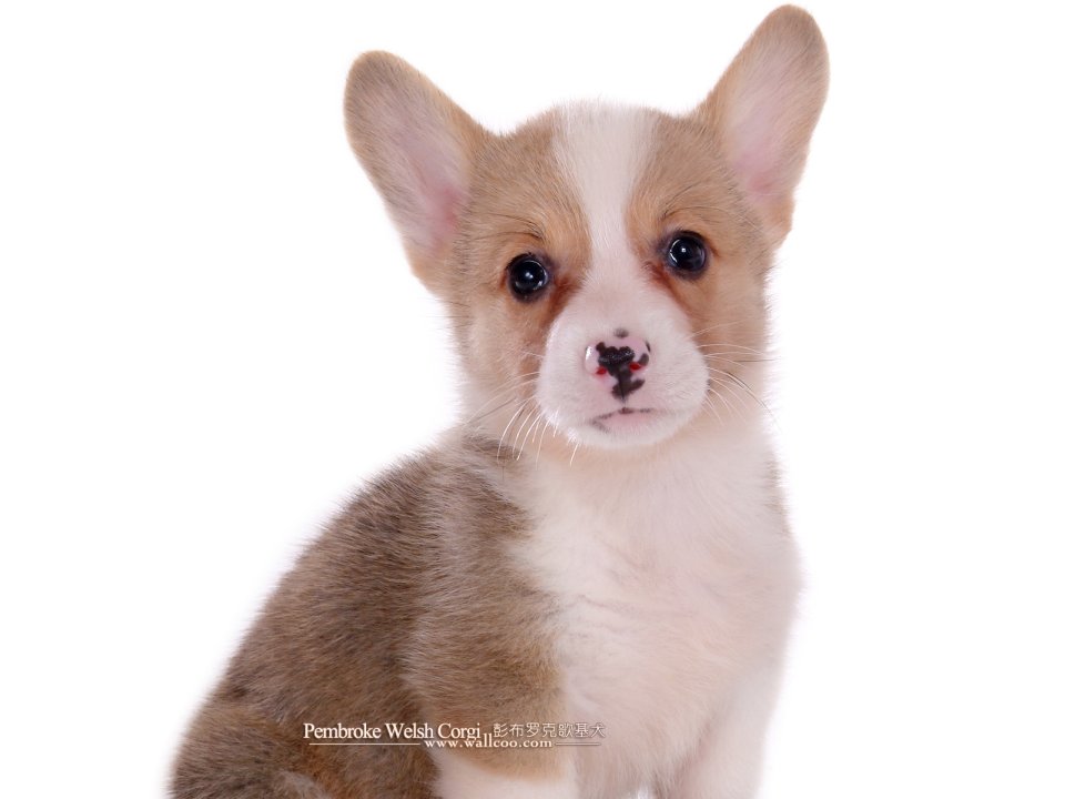 Pembroke Welsh Corgi Puppy Portrait On Pure White Background
