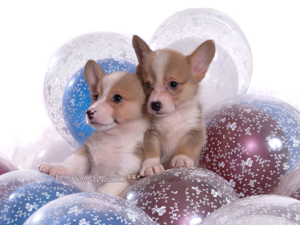 Two Pembroke Welsh Corgi Puppies With Printed Balloons Cute Portrait