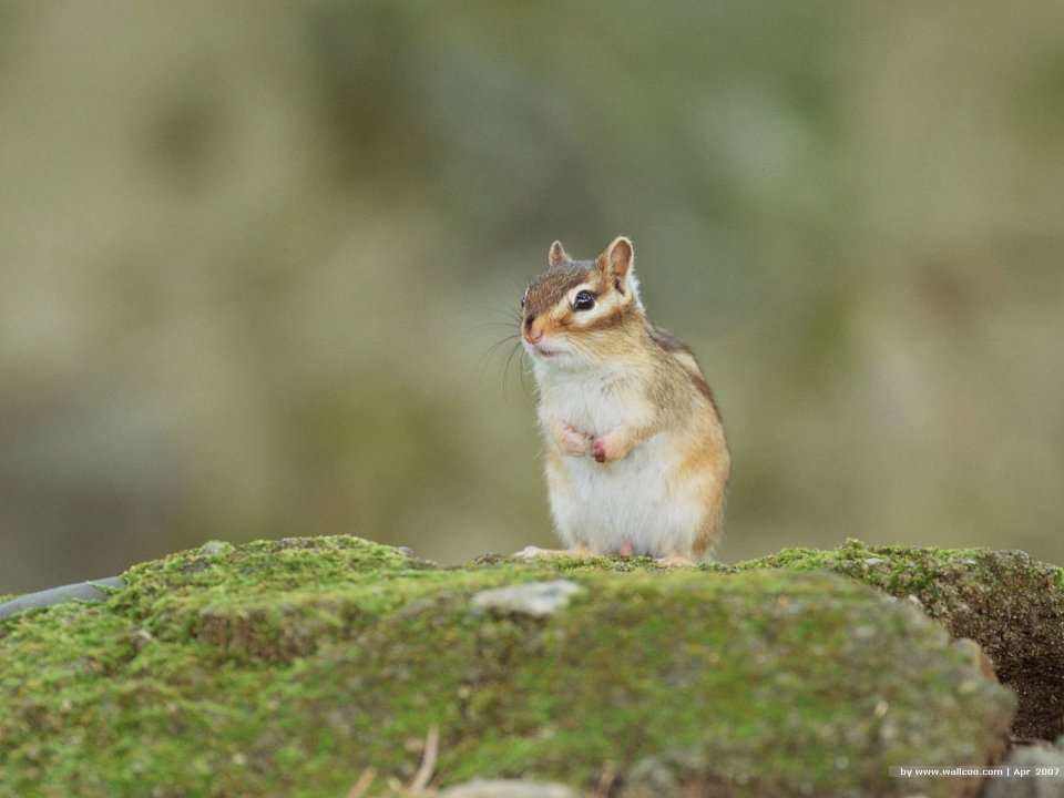 Cute Squirrels: Nature's Playful Pals