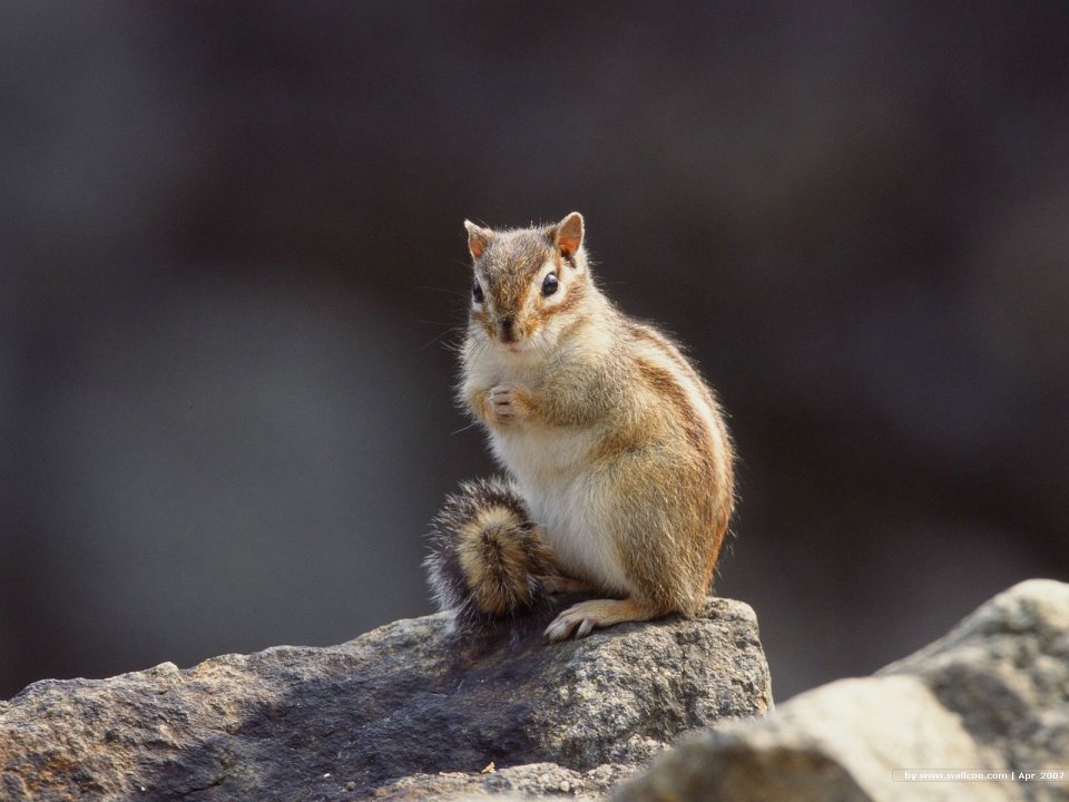 Cute Chipmunk Standing On Rock Wild Animal Photography Wallpaper