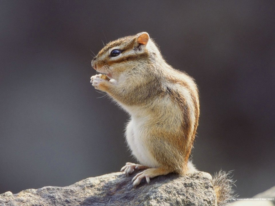 Cute Chipmunk Standing On Rock Eating Food